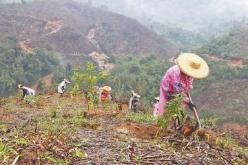'加快春季造林步伐广东各地掀起林业生态建设高潮